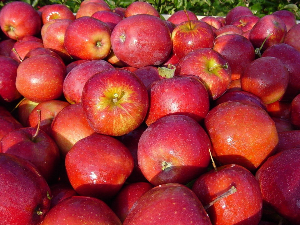 Fresh crop food regional
