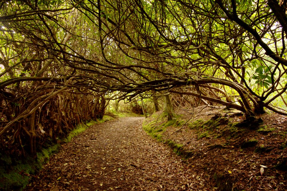 Trail path archway photo