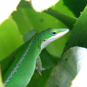 Wildlife animal