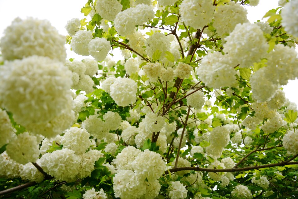 Flower white nature