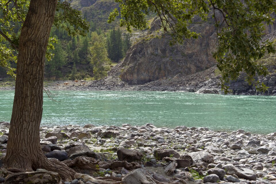 River bank nature summer