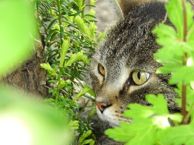 Cat's eyes vigilant attention photo