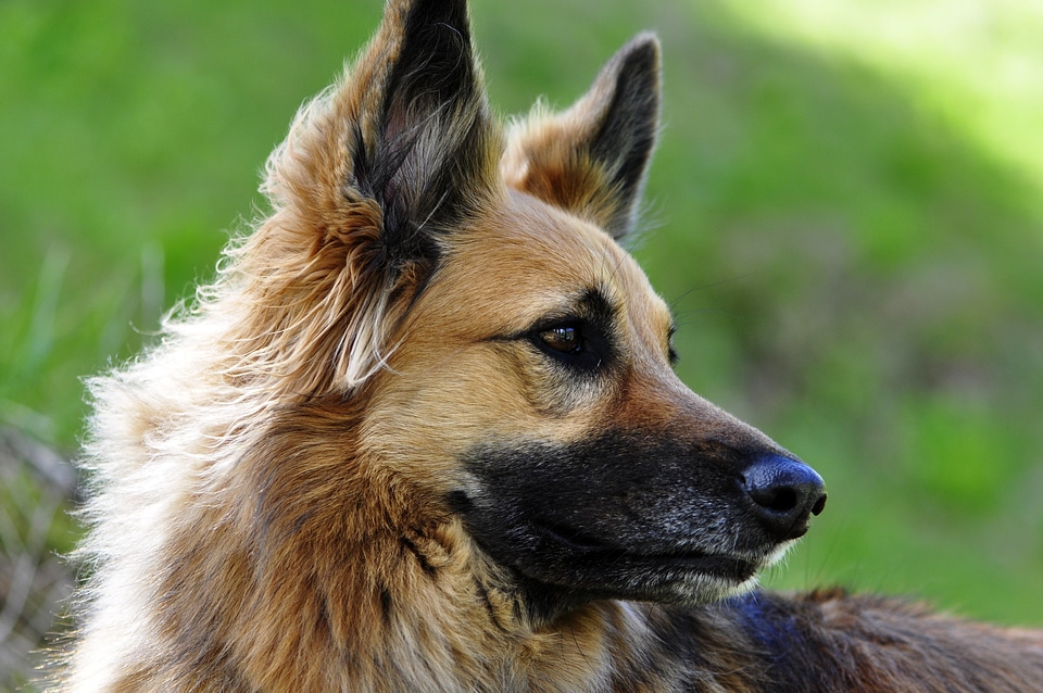 Hybrids dogs friends