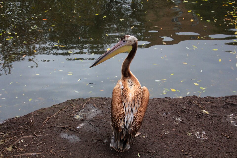 Nature animal wild