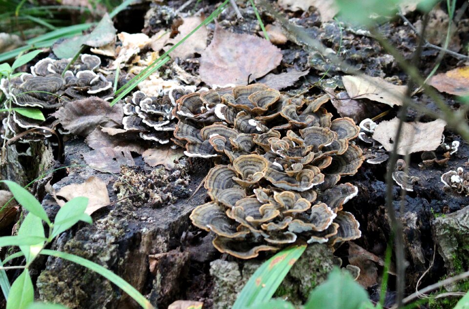Tree fungus nature forest