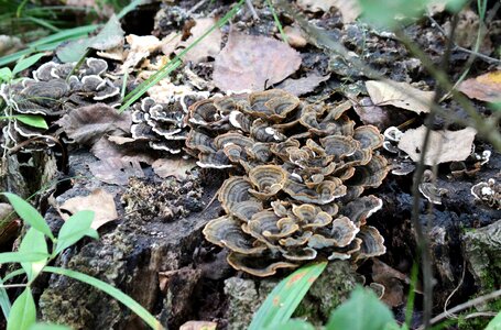 Tree fungus nature forest photo