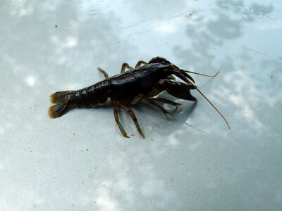 Crawfish stream nature