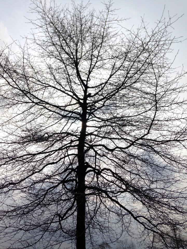 Nature wood natural