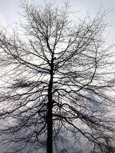 Nature wood natural