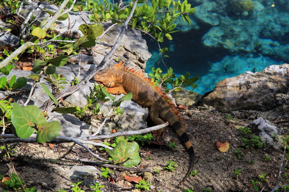 Lizard lagoon tree