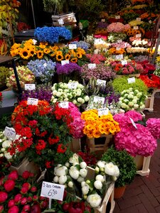 Amsterdam colorful bouquet