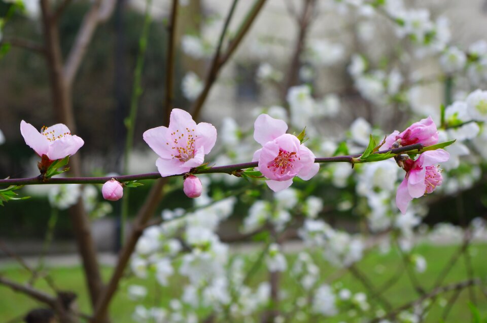 Spring flower pink