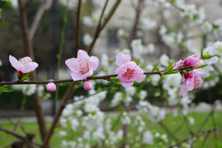 Spring flower pink photo