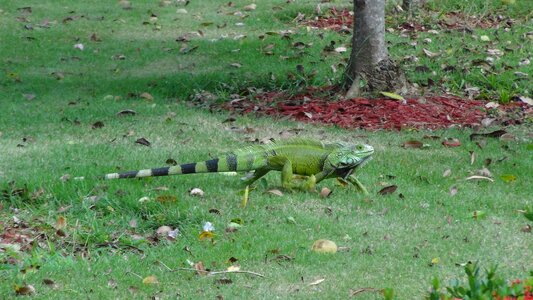 Green fauna exotic