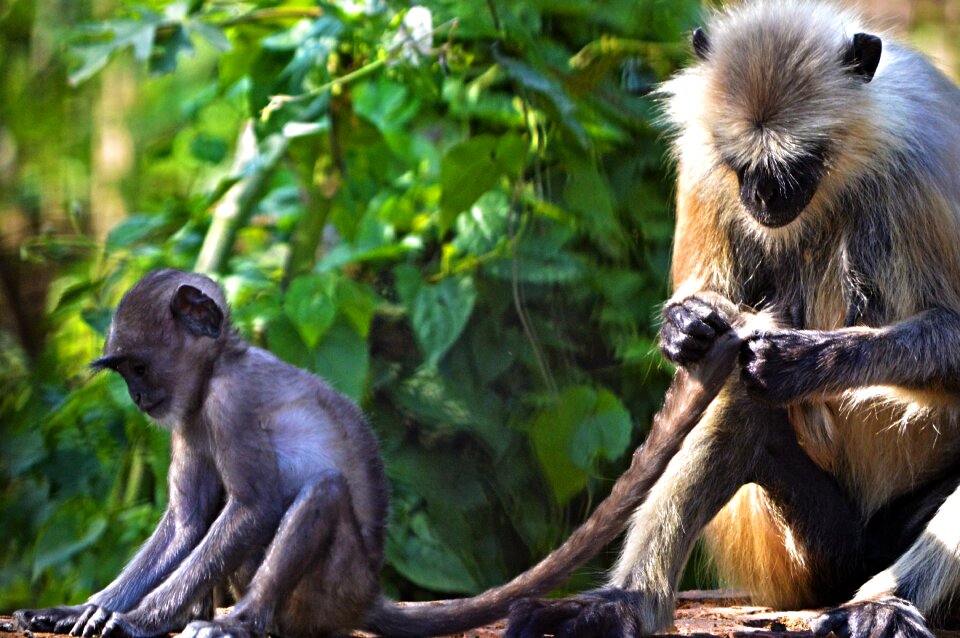 Nature gray langur