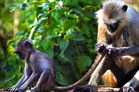 Nature gray langur
