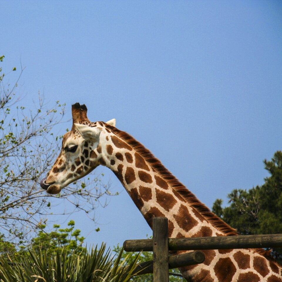 Neck africa parconatura
