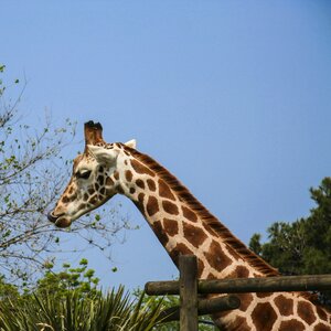 Neck africa parconatura
