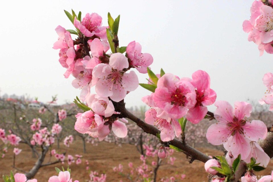 Cherry blossom the real sakura cherry blossom avenue