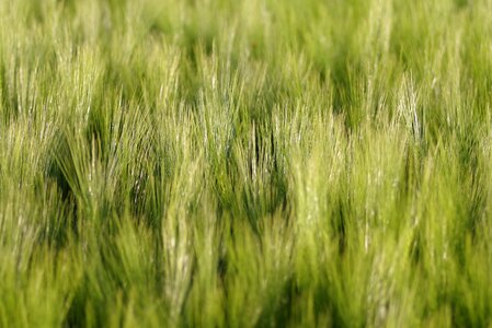 The background green agriculture photo