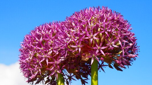 Decorative garlic flower główkowaty
