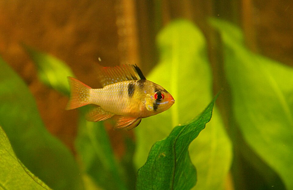 Tropicale animals tropical fish