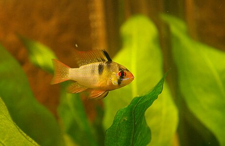 Tropicale animals tropical fish