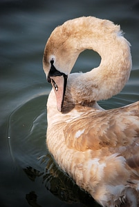Young cygnus feathers