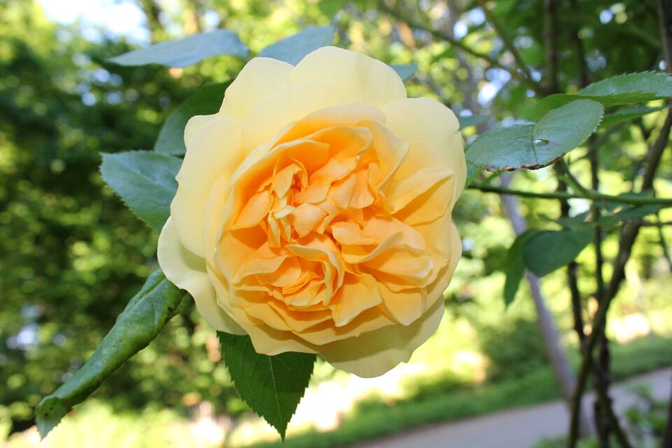 Yellow blossom bloom
