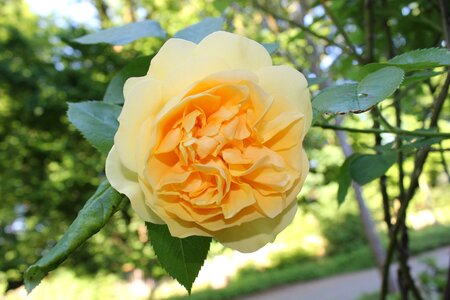 Yellow blossom bloom photo