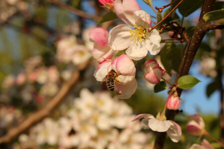 Macro summer honey bee photo