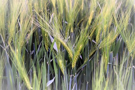 Spike cereals grain