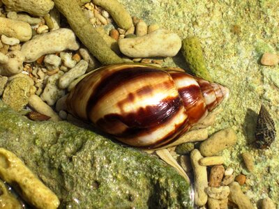 Shell sea beach