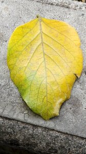 Leaves nature yellow sheet