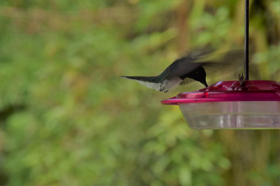 Bird nature flying