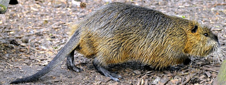 Animal world rodent beaver tail photo