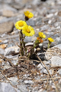 Yellow stone spring photo