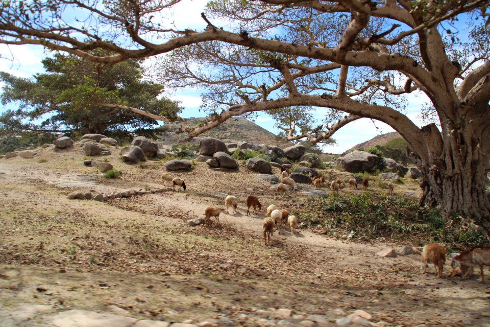 Plateau animals redwood