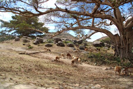 Plateau animals redwood