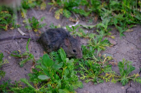 Grey rodent pest photo