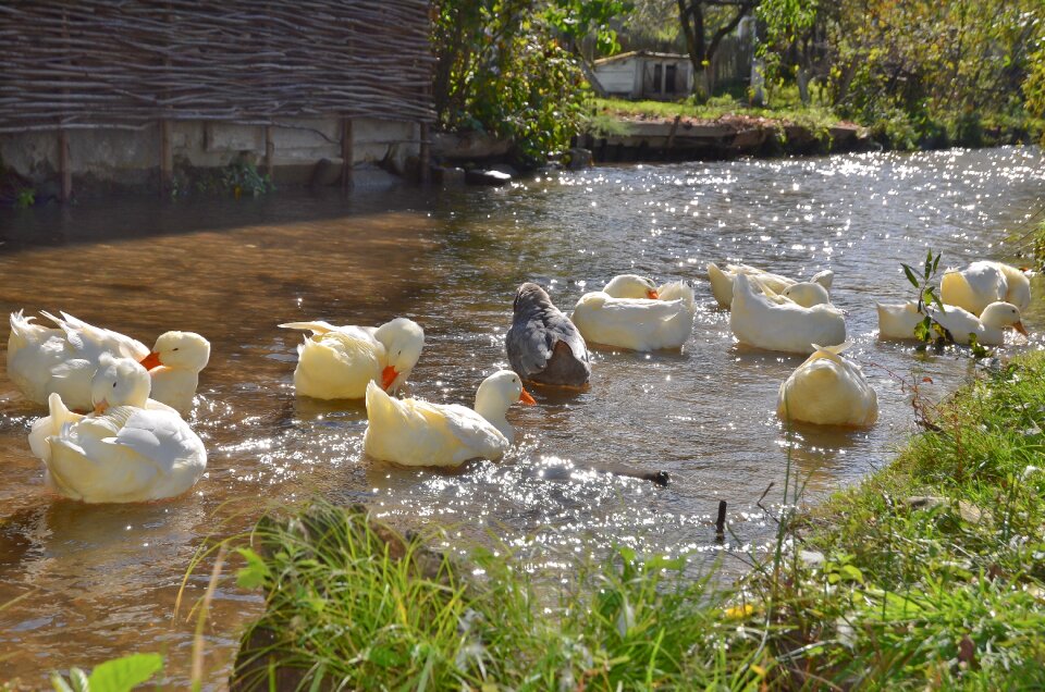 Ducks river animals