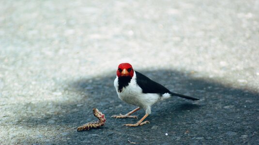 Wood pecker red wood pecker nature