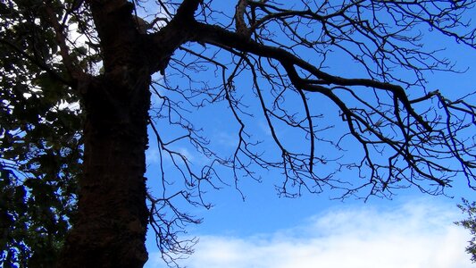Forest environment