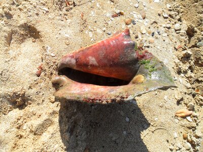 Snail sand sea