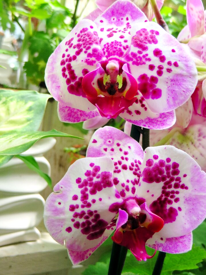 Pink flower exotic flora