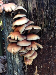 Tree wild