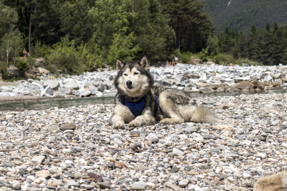 Dog animal portrait cute