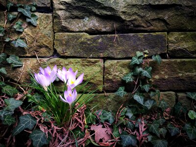 Stone ivy the beginning of spring photo