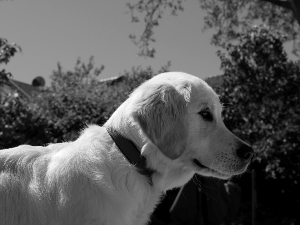 Dog black and white pet