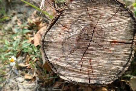 Material quality section natural